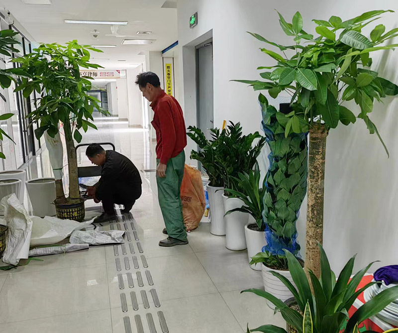 綠植租賃公司哪家好？如何選擇綠植租賃公司？