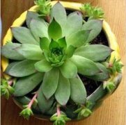 觀音蓮