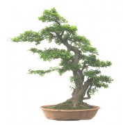 樸樹盆景