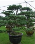 五針松盆景
