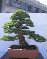 五針?biāo)膳杈? border=