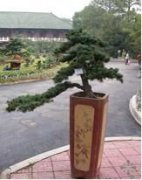 五針?biāo)膳杈? />
	              <a href="/a/list_48/427.html" class="showBoxLink1">
                <div   id="vkffzvaappp"   class="showBox">
                    <div   id="vkffzvaappp"   class="showBoxLink">五針?biāo)膳杈?/div>
                </div>
                </a>
            </div>
            <div   id="vkffzvaappp"   class="porBbox">
                <div   id="vkffzvaappp"   class="leftBox">
                    <!-- 標(biāo)題 -->
                     <div   id="vkffzvaappp"   class="proTitle">五針?biāo)膳杈?/div>
                    <!-- 描述 -->
                    <div   id="vkffzvaappp"   class="proSummry"></div>
                </div>
                <a href="/a/list_48/427.html" class="lookDetail">
                    <span id="vkffzvaappp"    class="details">Details</span>
                    <span id="vkffzvaappp"    class="arrowsR">
                        <img src="/template/default/images/rBQBG1zeRF-EZ6WeAAAAALtrhrs312.png" alt="" class="barr">
                        <img src="/template/default/images/rBQBHVzeREuEL1FvAAAAAB_7d88582.png" alt="" class="harr">
                    </span>
                </a>
            </div>
        </div>
        
            </div>
    <!-- 分頁(yè) -->
    <div   id="vkffzvaappp"   class="e_box e_OccupyBox-001 p_OccupyBox">
            
					
					<div   id="vkffzvaappp"   class="e_pagebox e_pagebox-000 p_page">
				<div>
	                <!-- 分頁(yè) -->

   <nav aria-label="page navigation" class="my-4">
   <style>
   .pagination a{ padding:3px 8px; display:block; float:left; border:1px #CCCCCC solid; margin-left:6px;}
   .page-num-current{ background:#CCC;}
   </style>
     <div   id="vkffzvaappp"   class="pagination justify-content-center">
     	<a class="page-item page-link" href="/a/list_29/">首頁(yè)</a>
     	<a class="page-item page-link" href="/a/list_29_7/">上一頁(yè)</a>
      	<span id="vkffzvaappp"    class="page-num">···</span><a href="/a/list_29_6/" class="page-num">6</a><a href="/a/list_29_7/" class="page-num">7</a><a href="/a/list_29_8/" class="page-num page-num-current">8</a><a href="/a/list_29_9/" class="page-num">9</a><a href="/a/list_29_10/" class="page-num">10</a><span id="vkffzvaappp"    class="page-num">···</span><!-- 數(shù)字條，小屏幕時(shí)自動(dòng)隱藏-->
      	<a class="page-item page-link" href="/a/list_29_9/">下一頁(yè)</a>
      	<a class="page-item page-link" href="/a/list_29_14/">尾頁(yè)</a>
     </div>
   </nav>	
	
	             </div>
                			</div>
						<script type="text/javascript">
				pagingVM=window.pagingVM||{};
				pagingVM[