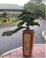 五針松盆景