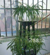 多年生吊蘭