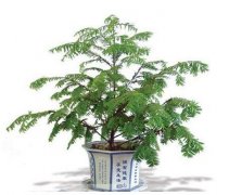 紅豆杉