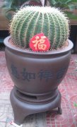 精裝金虎