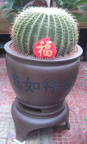 精裝金虎