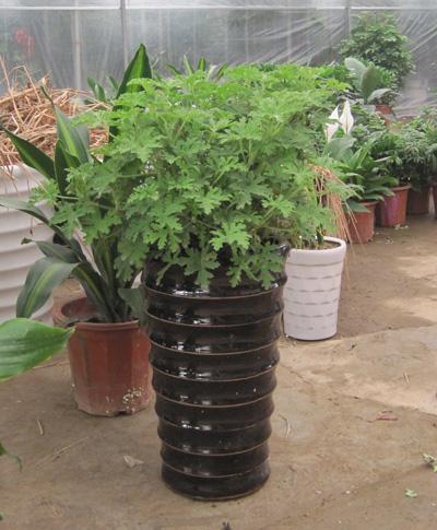 驅(qū)蚊香草