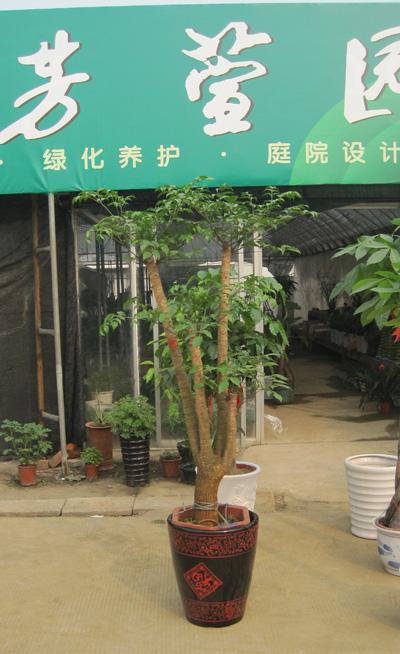 四叉幸福樹