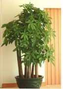 特大多頭發(fā)財樹