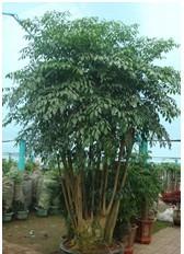 特大幸福樹(shù)