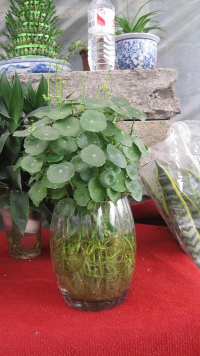 水培銅錢草