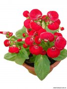 茶幾用花