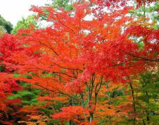 紅楓