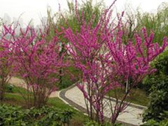 紫荊