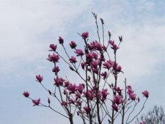 紫玉蘭